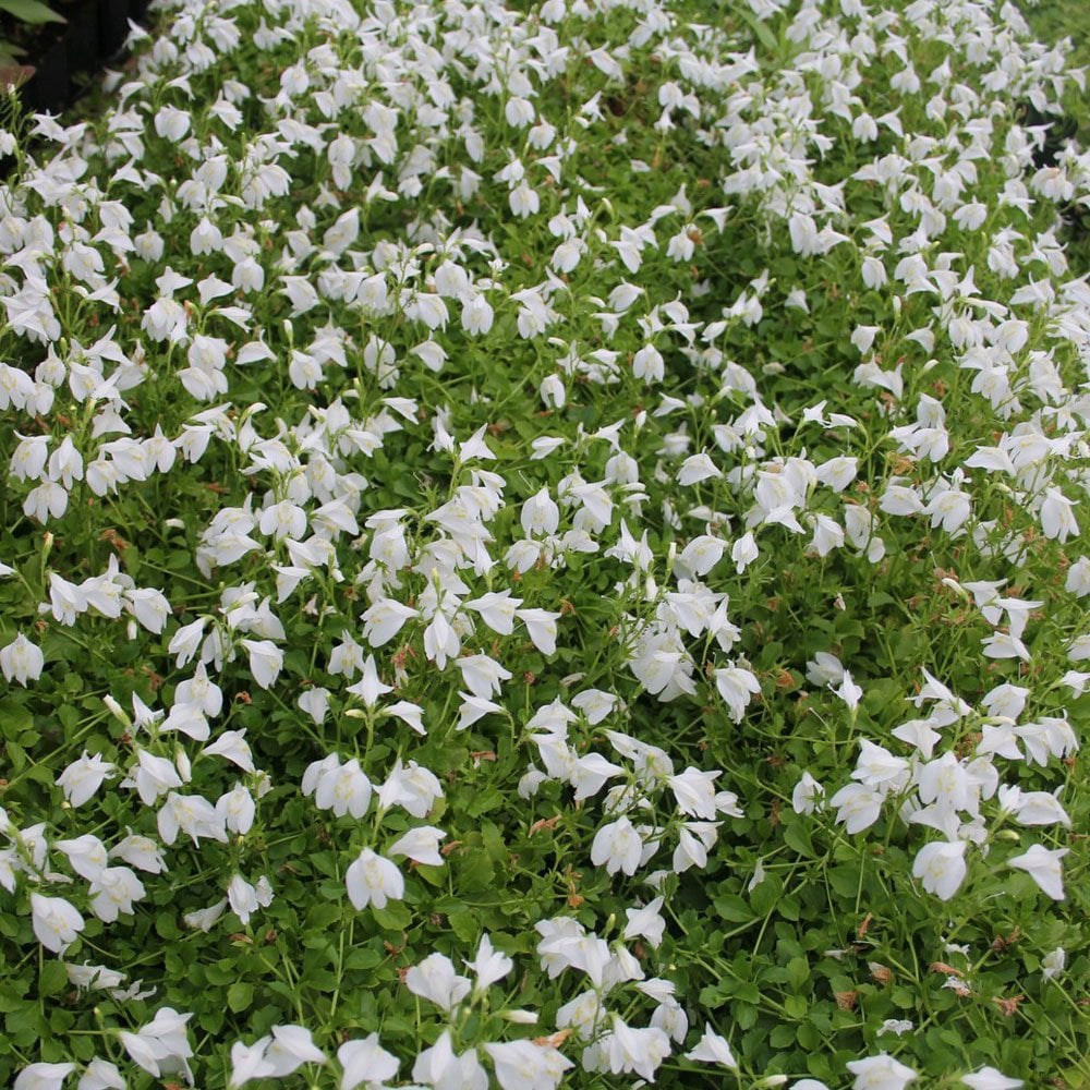 Mazran Reptans 'Alba' - (White Creeping Mazus) 1 ltr