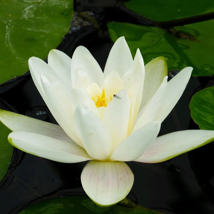 Nymphaea - (Water Lily) - Albatross 3 ltr