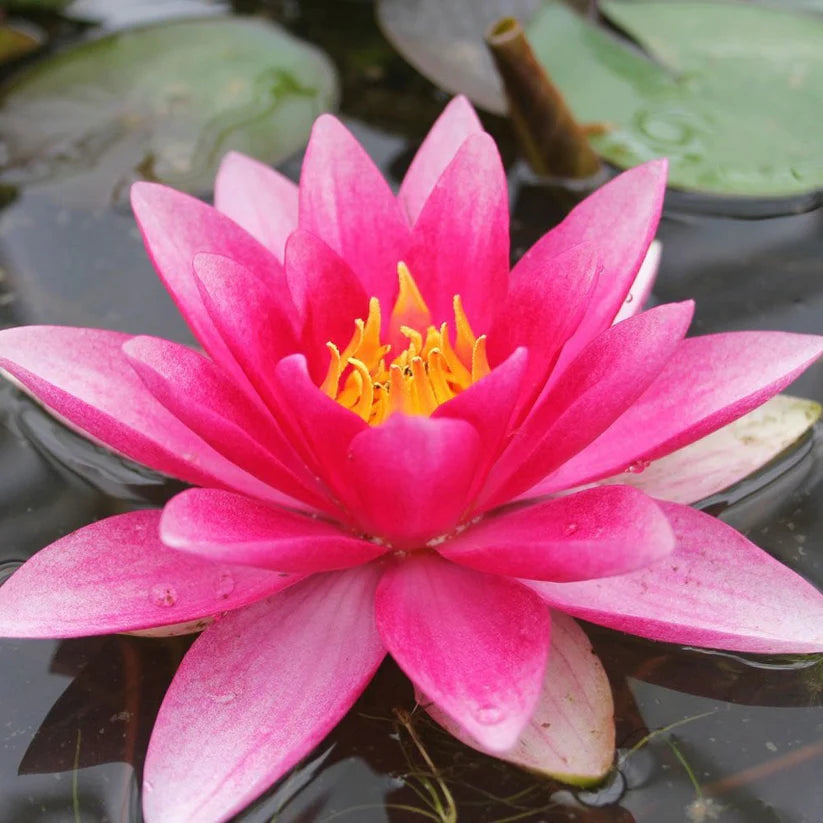 Nymphaea - (Water Lily) - Attraction 3 ltr