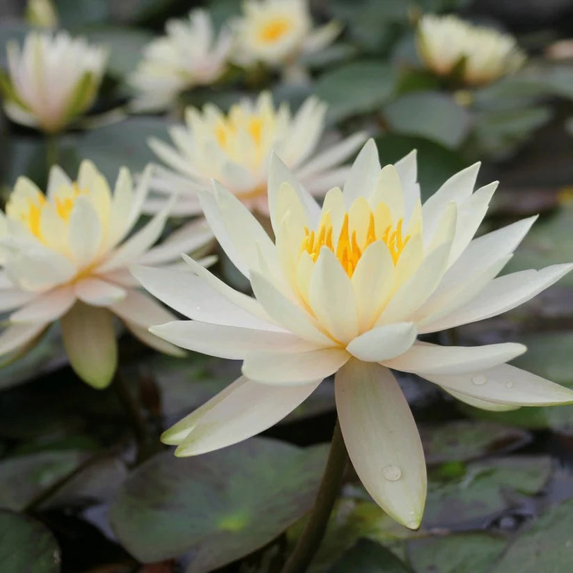 Nymphaea - (Water Lily) - Inner Light 3 ltr