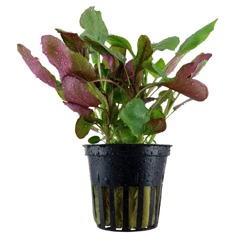 Lobelia Cardinalis 5cm Pot
