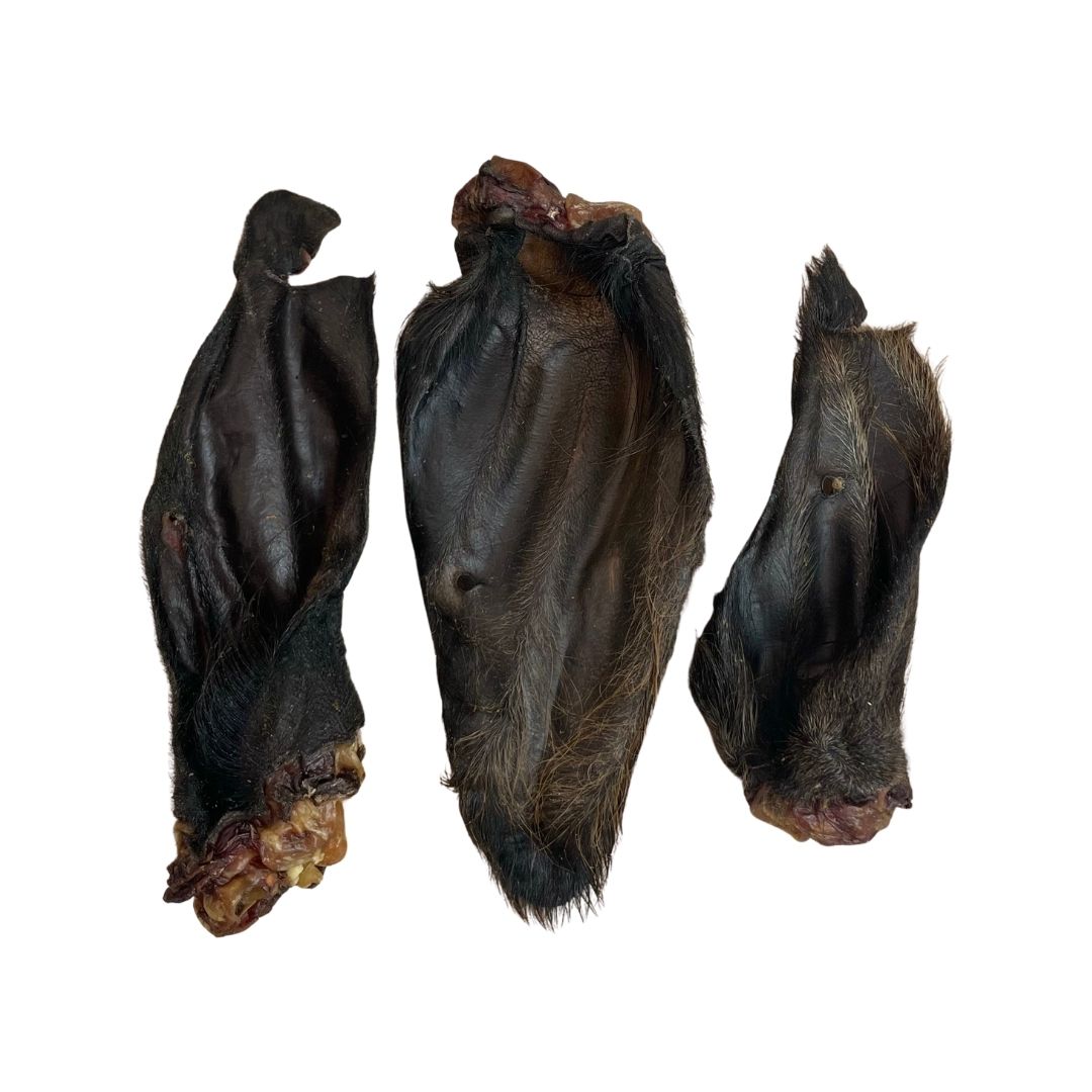 Hairy Buffalo Ear - Single