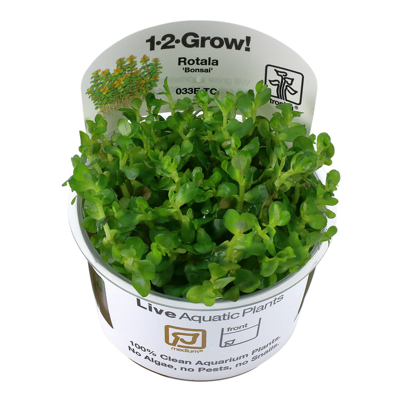 Rotala indica 'Bonsai' - Tropica 1-2 Grow