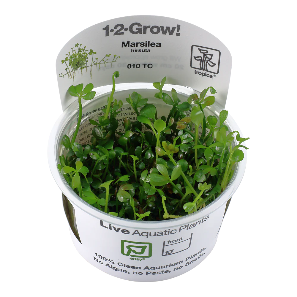 Marsilea Hirsuta Tropica 1-2 Grow