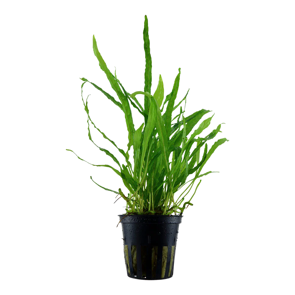 Microsorum Pteropus (Java Fern) Narrow Leaf 5cm Pot