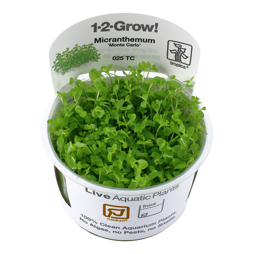 Monte Carlo - Micranthemum tweediei Tropica 1-2 Grow