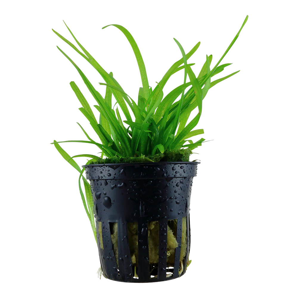 Sagittaria Subulata (Thin) 5cm Pot