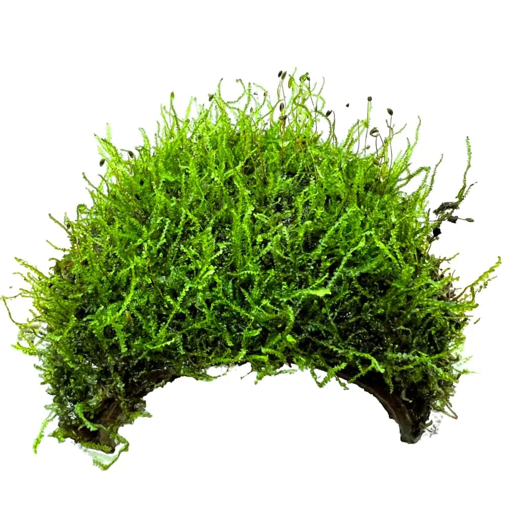 Three Hole Coconut with Java Moss