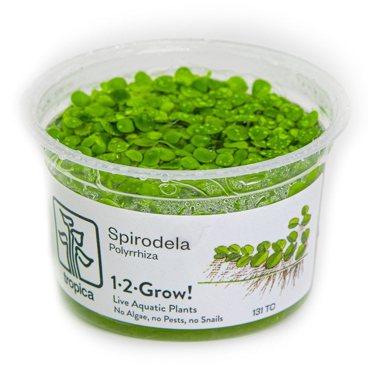 Spirodela polyrrhiza 1-2 Grow