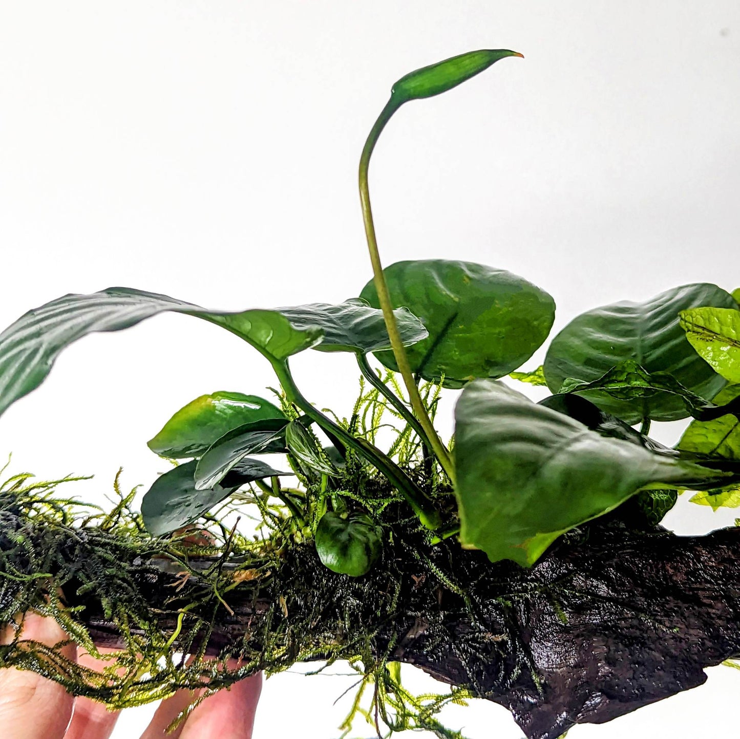 Large Piece of Bogwood with Three Plants - Aquadip