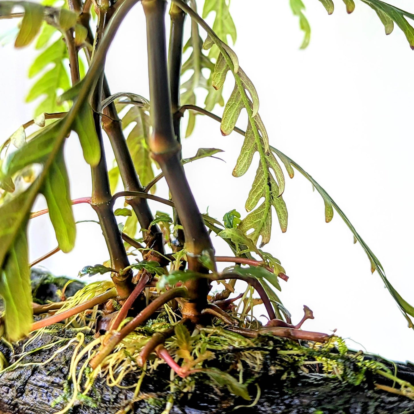 Hygrophila Pinatifida on Bogwood - Aquadip