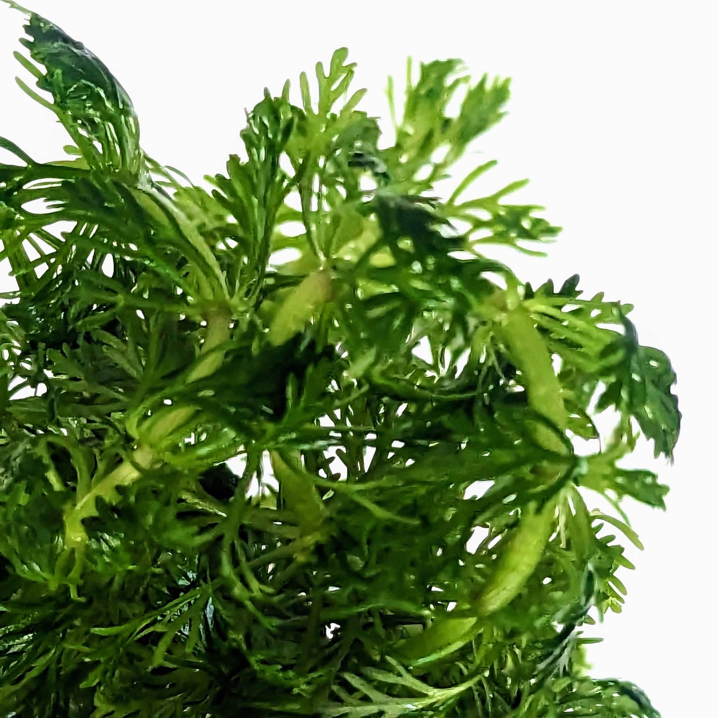 Limnophila Sessiliflora 5cm Pot