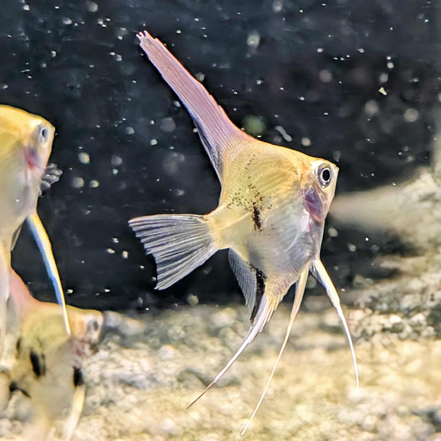 Koi Angelfish