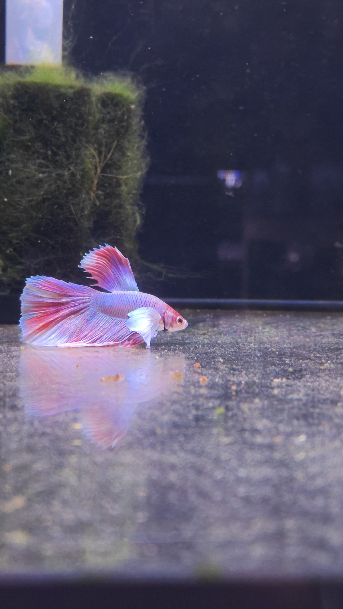 Dumbo Betta