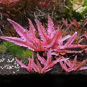 Cryptocoryne Flamingo - Easy Grow