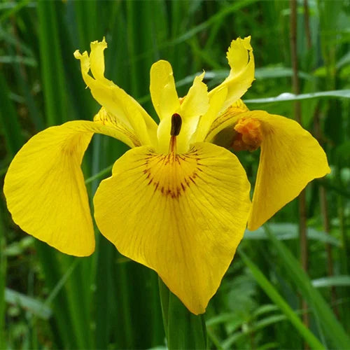 Iris Pseudacorus - (Yellow Flag) 1ltr