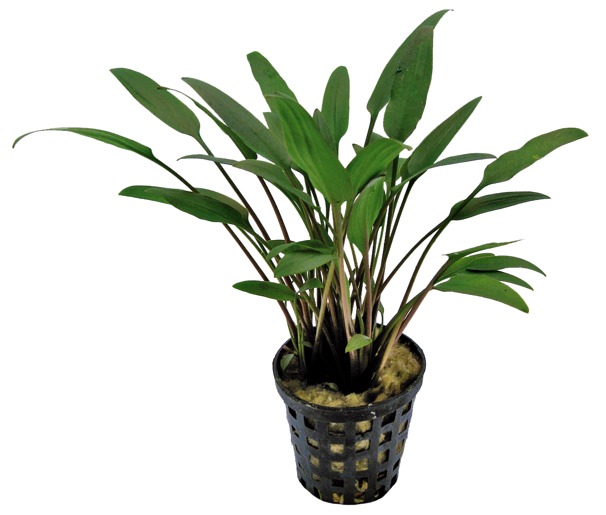 Cryptocoryne Nevelli 5cm pot