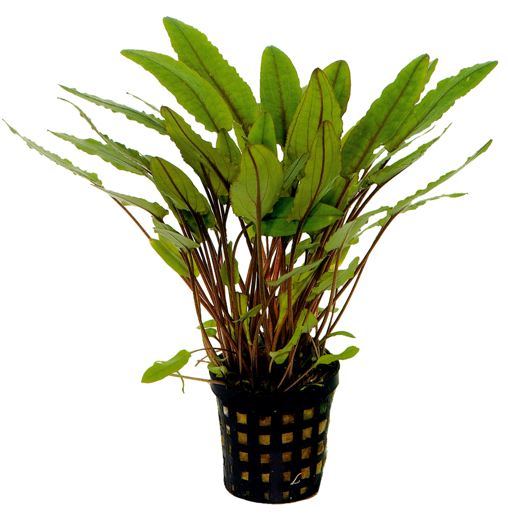 Cryptocoryne Petchii 5cm pot