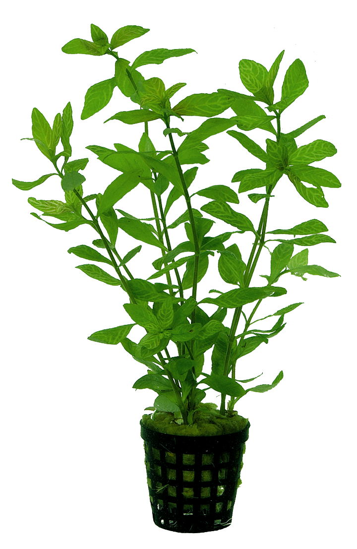 Hygrophila Rosae Australis 5 cm pot