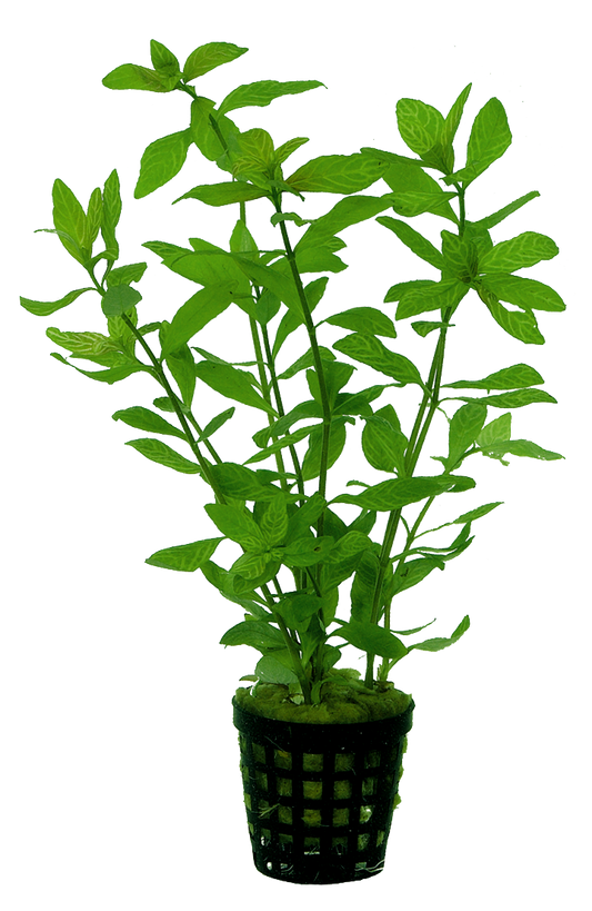 Hygrophila Rosae Australis 5cm pot