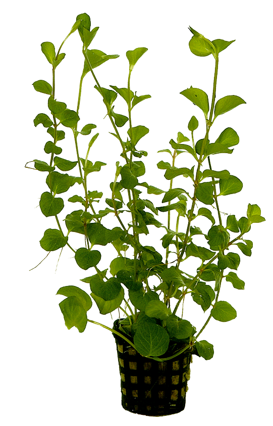 5cm plant pots Lysimachia Nummularia 5cm pot – Snuffle and Swim