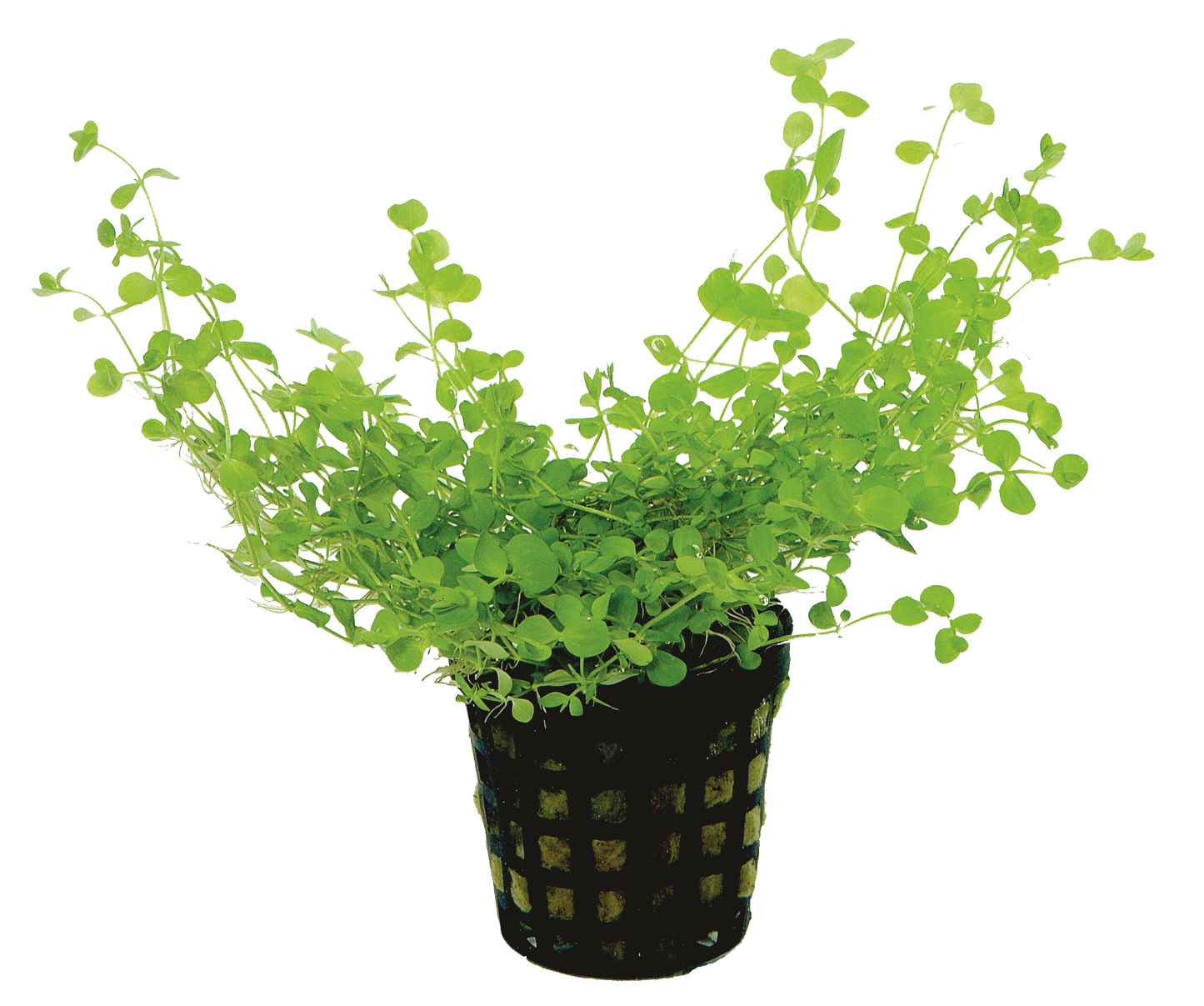 Micranthemum Umbrosum 5cm pot