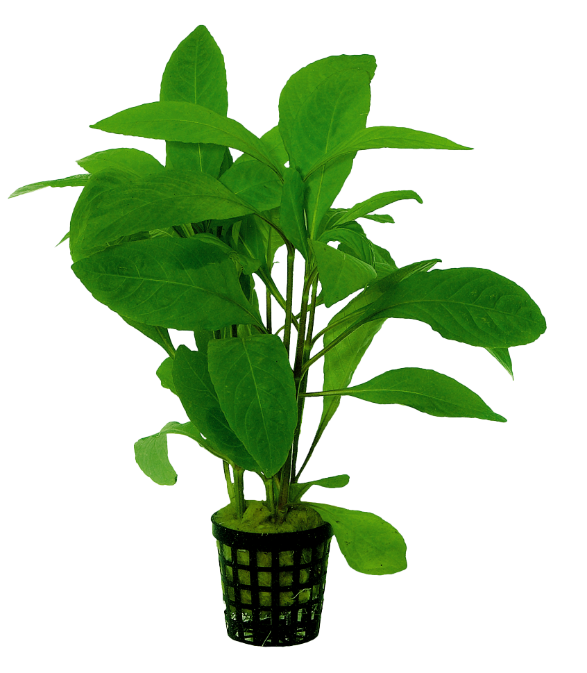 Nomaphila Stricta 5cm pot