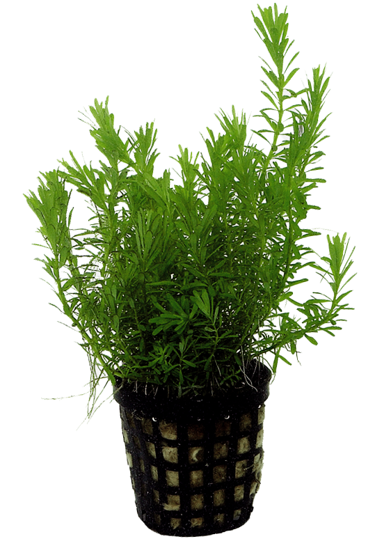 Rotala Wallichii 5cm pot