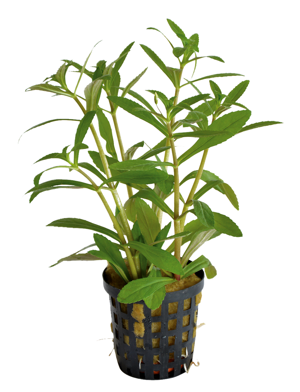 Limnophila Aromatica 5cm pot