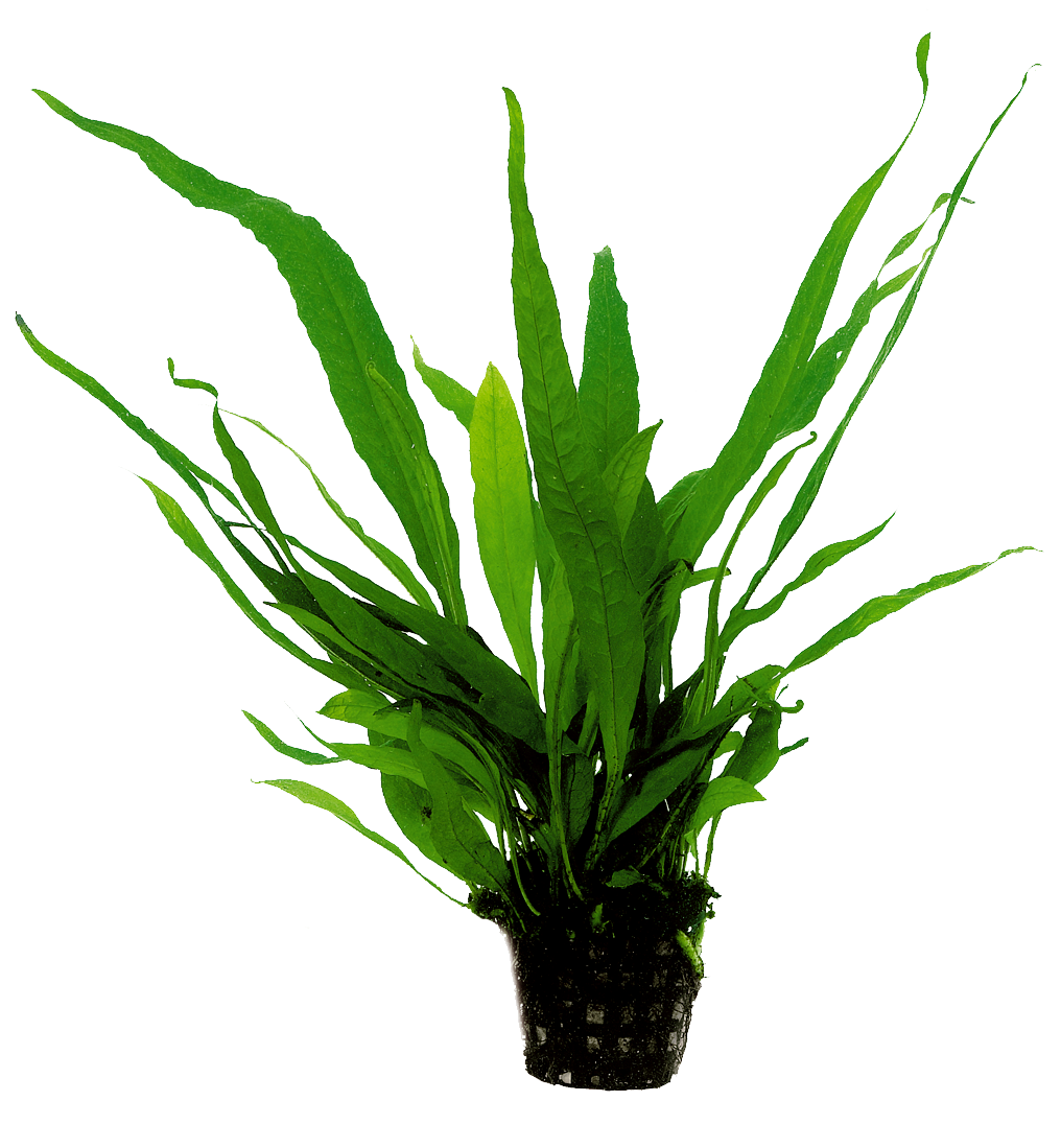 Microsorum Pteropus 5cm pot