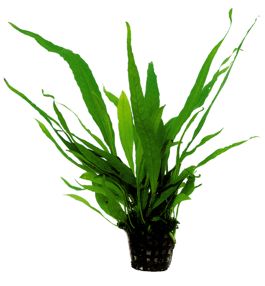 Microsorum Pteropus 5cm pot
