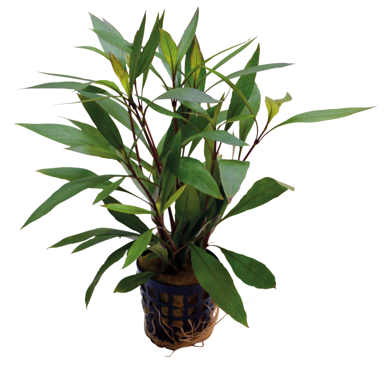 Hygrophila Corymbosa Thailand 5 cm pot