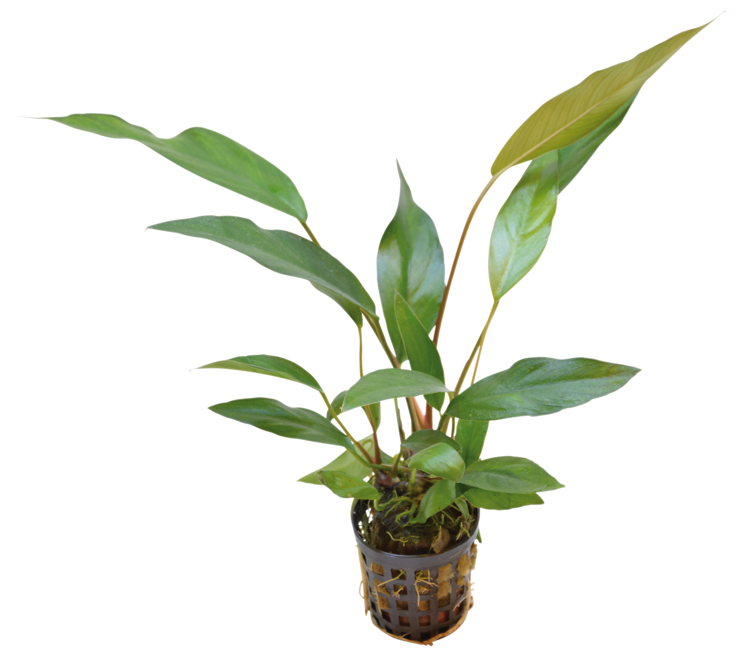 Anubias Lanceolata 5cm Pot