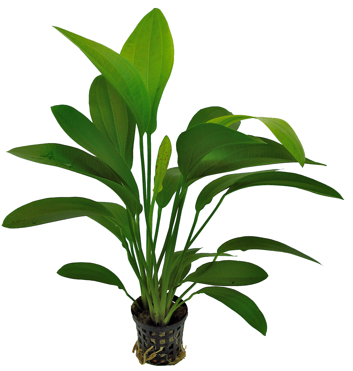 Echinodorus Harbii Rosa 5cm pot