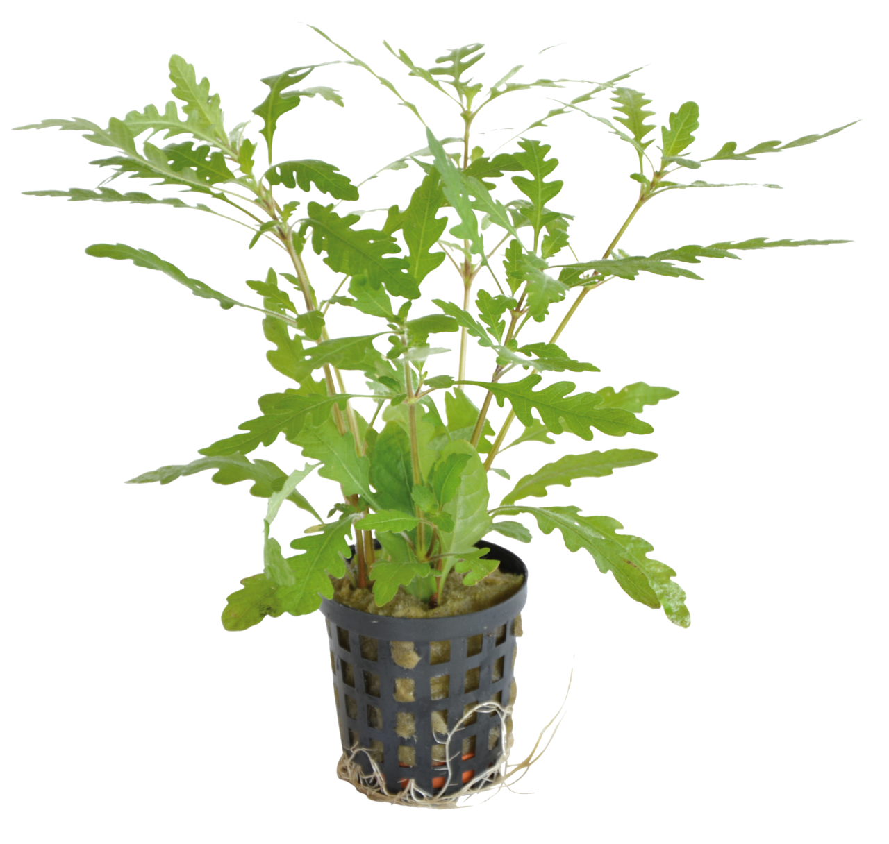 Hygrophila Pinnatifida 5cm pot