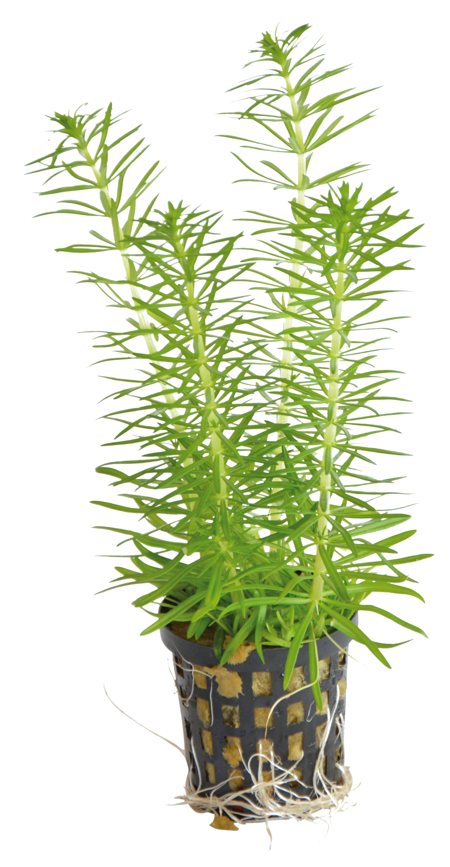 Pogostemon Erectus 5cm pot