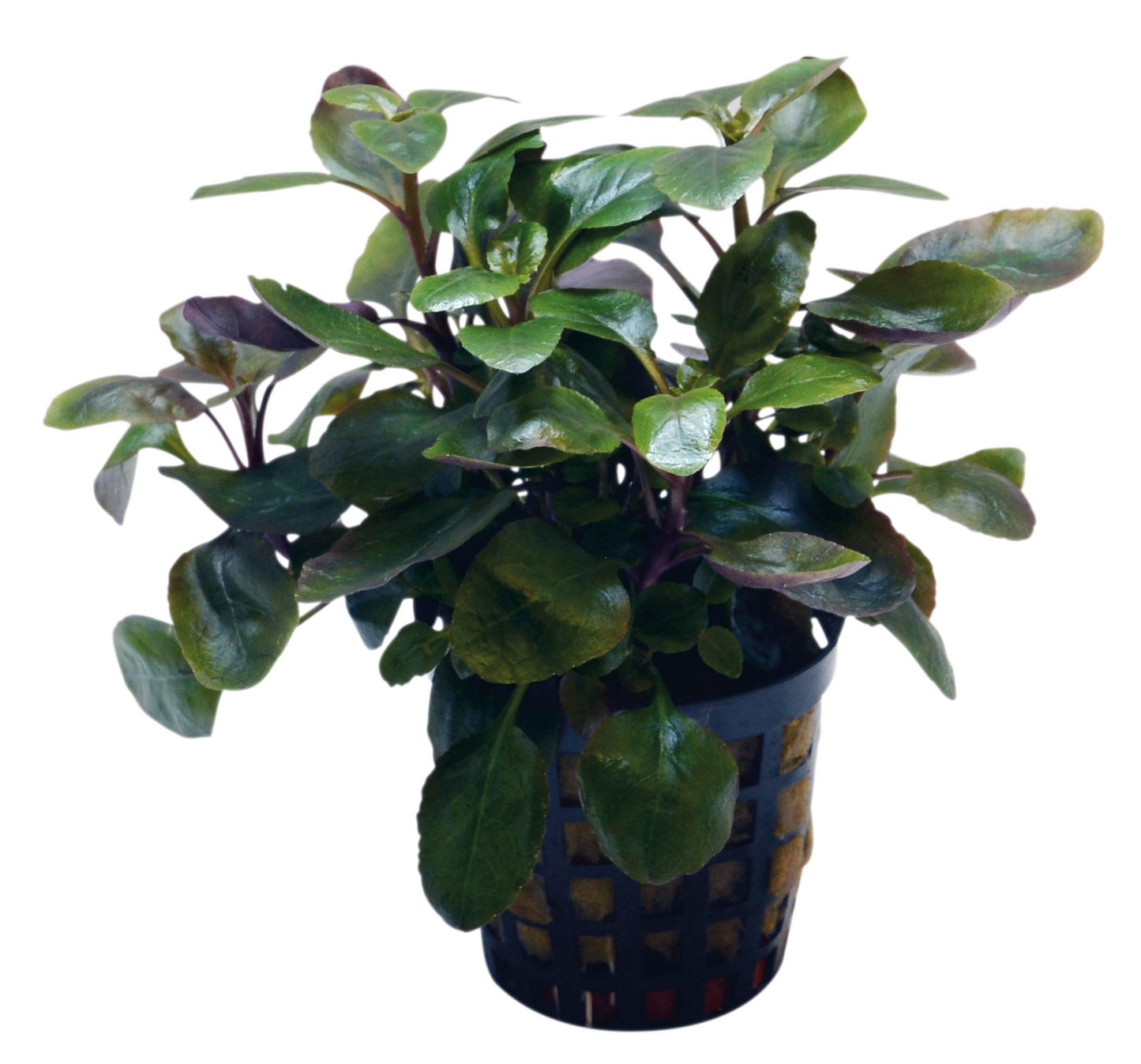 Lobelia Cardinalis Dwarf 5cm pot