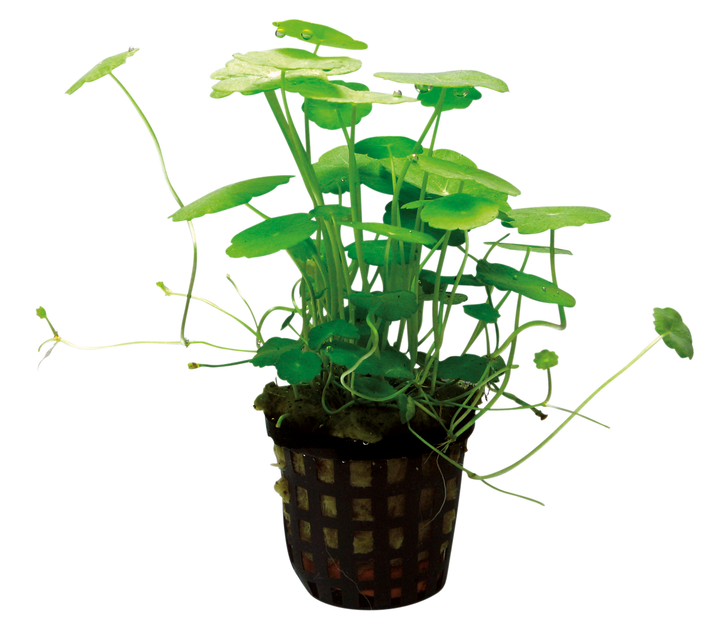 Hydrocotyle Verticillata 5cm Pot