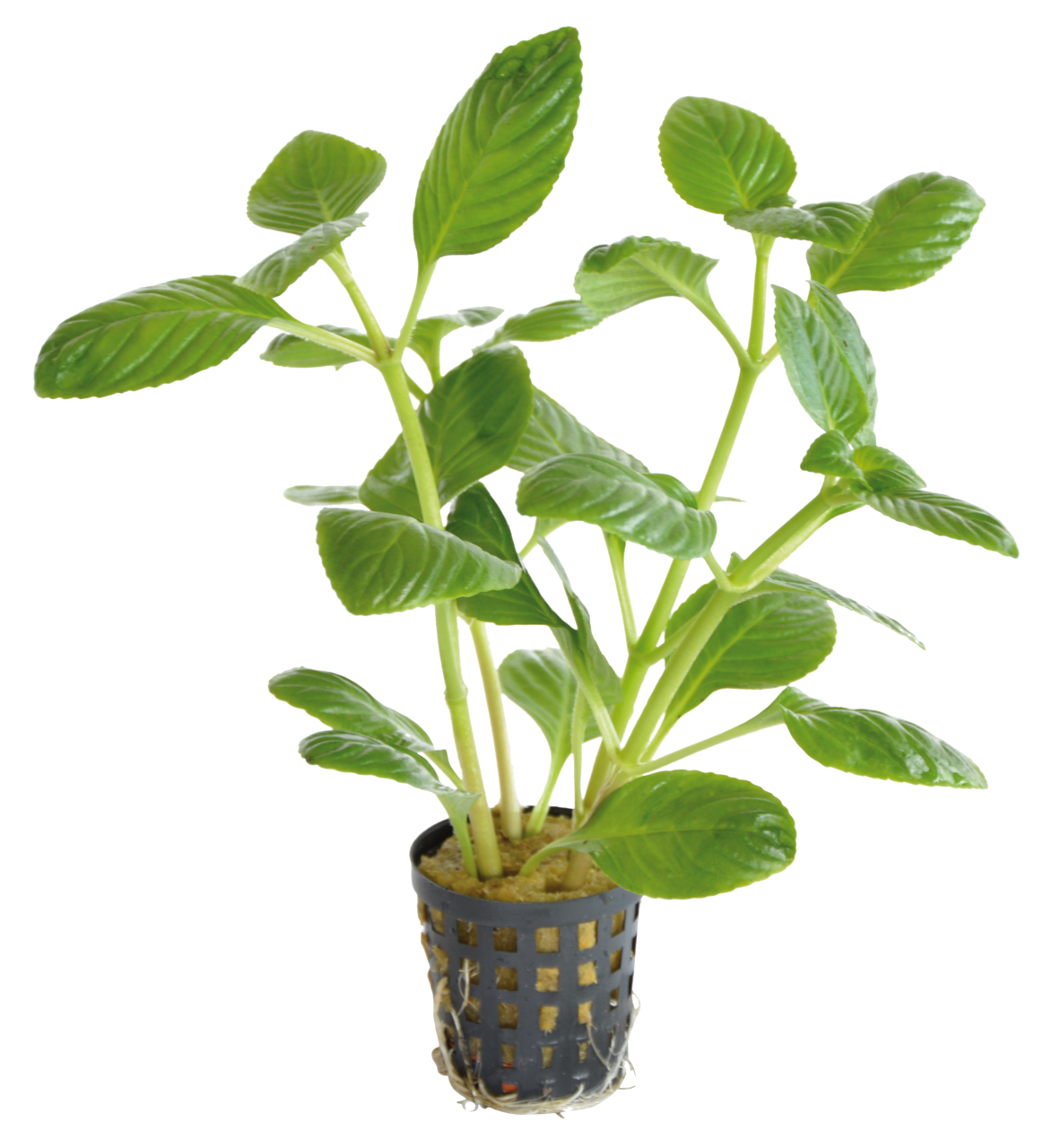 Limnophila Rugosa 5cm pot