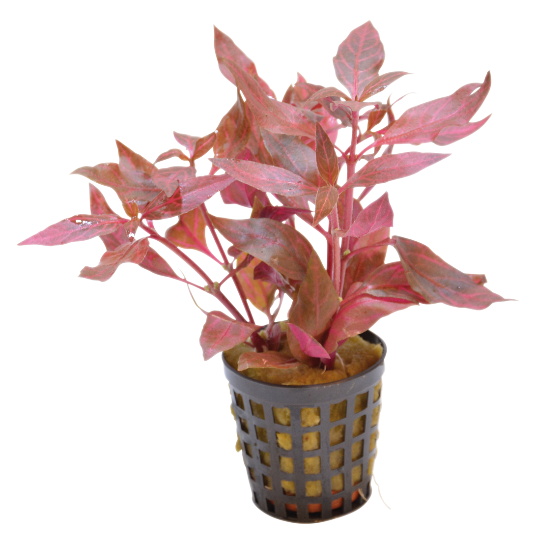 Alternanthera Cardinalis Variegata 5cm Pot