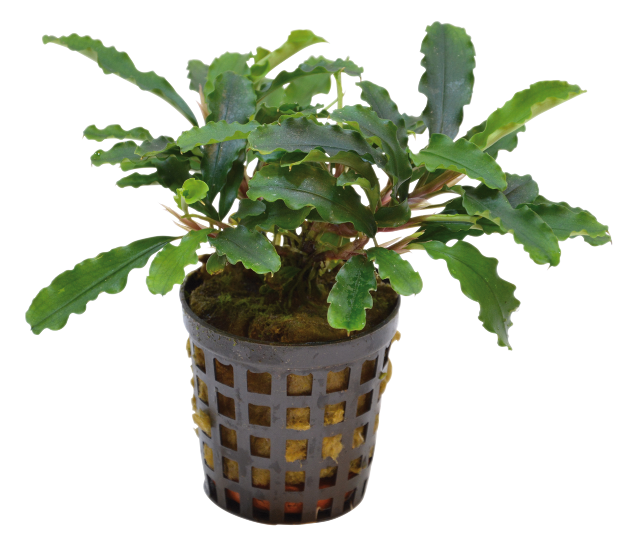 Bucephalandra Green Velvet 5cm Pot