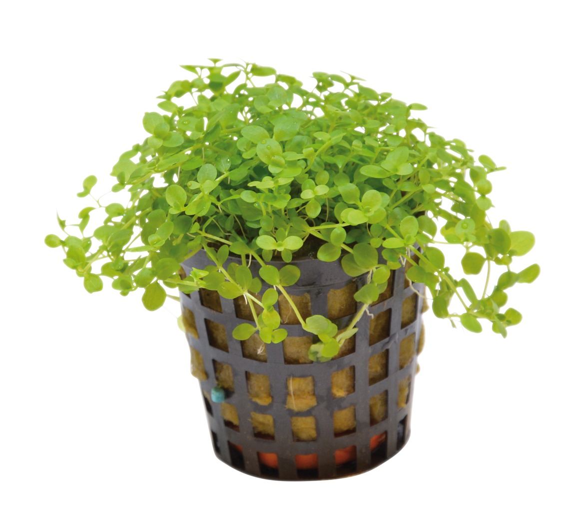 Micranthemum Monte Carlo 5cm pot