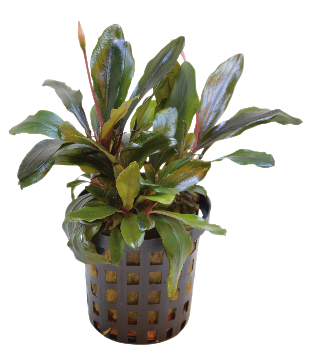 Bucephalandra Theia 5cm