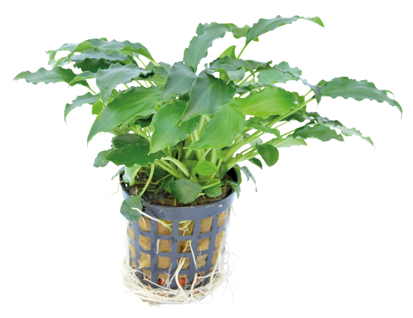 Schismatoglottis Prietoi 5cm pot