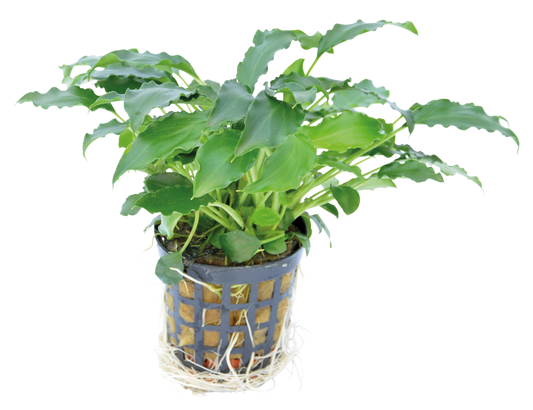 Schismatoglottis Prietoi 5cm pot