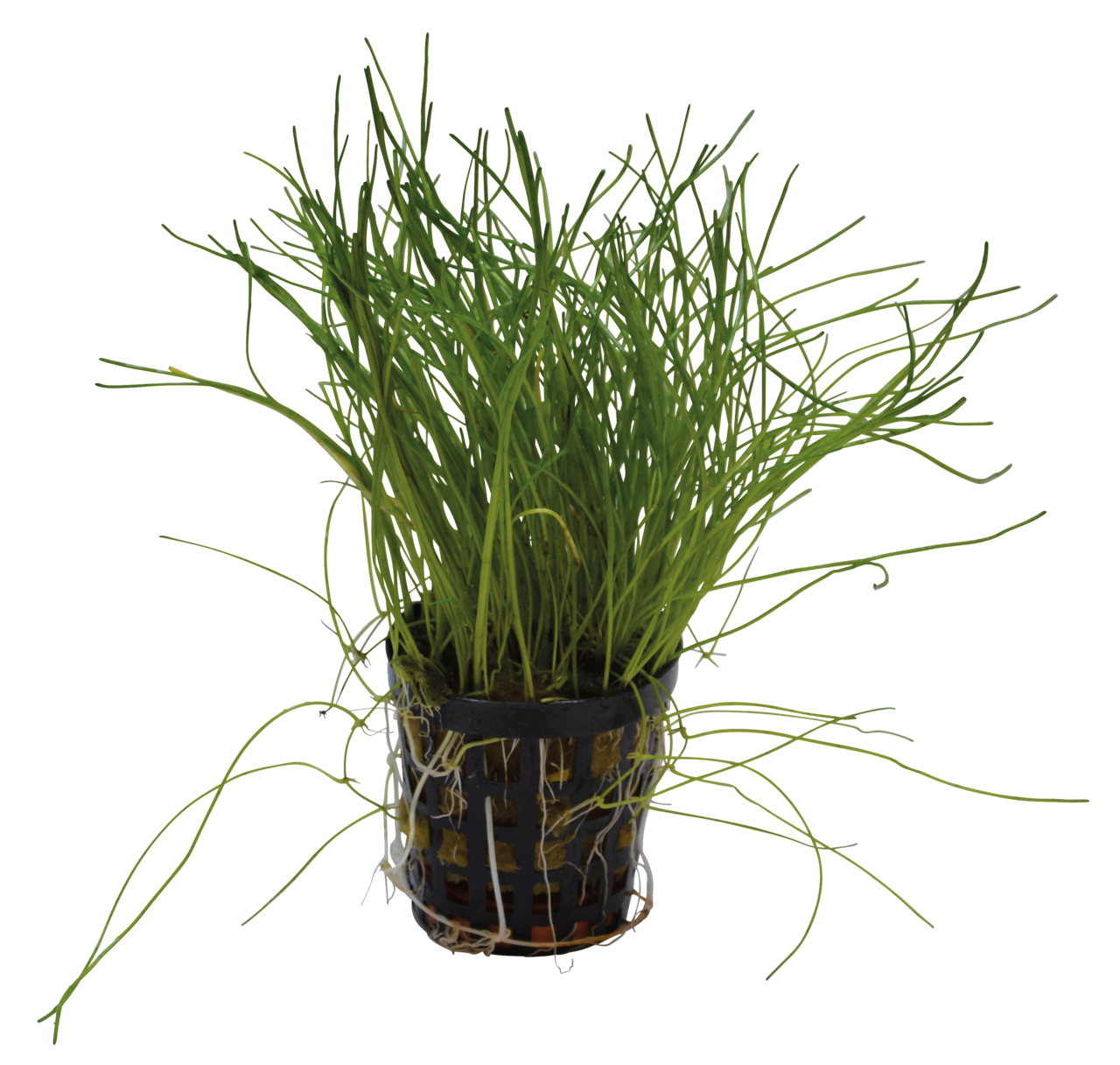 Lilaeopsis Mauritiana 5cm pot