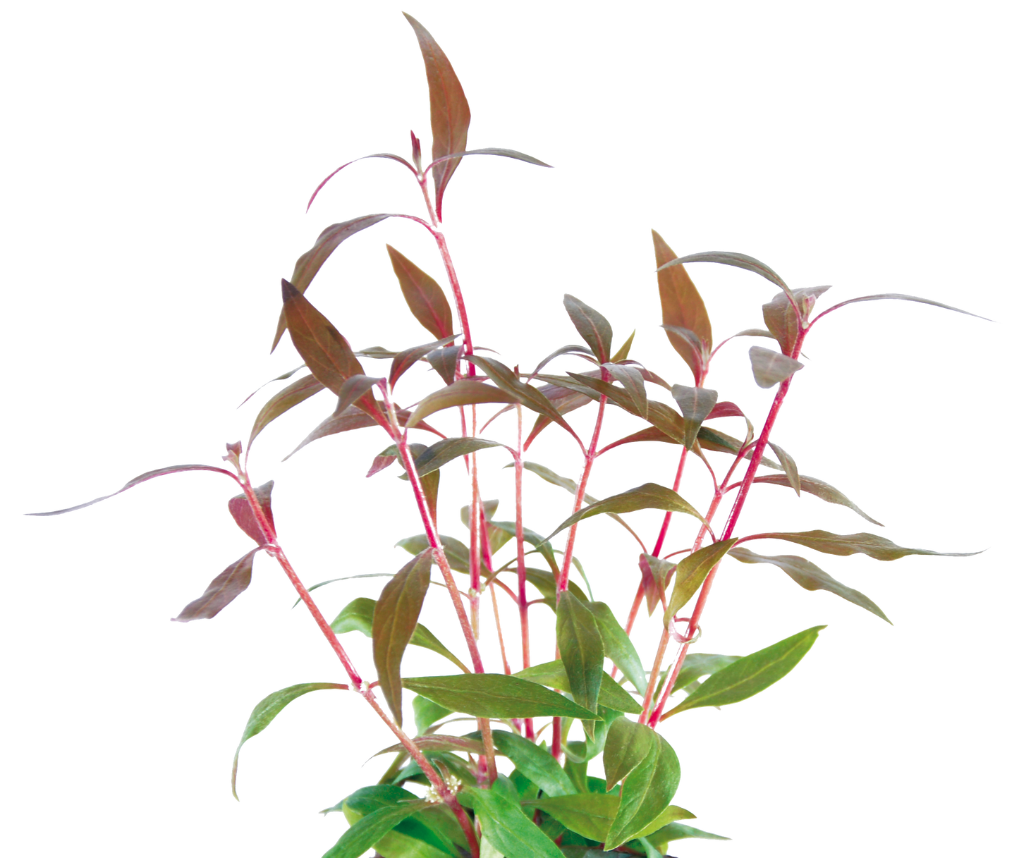 Alternanthera Reineckii 5cm Pot