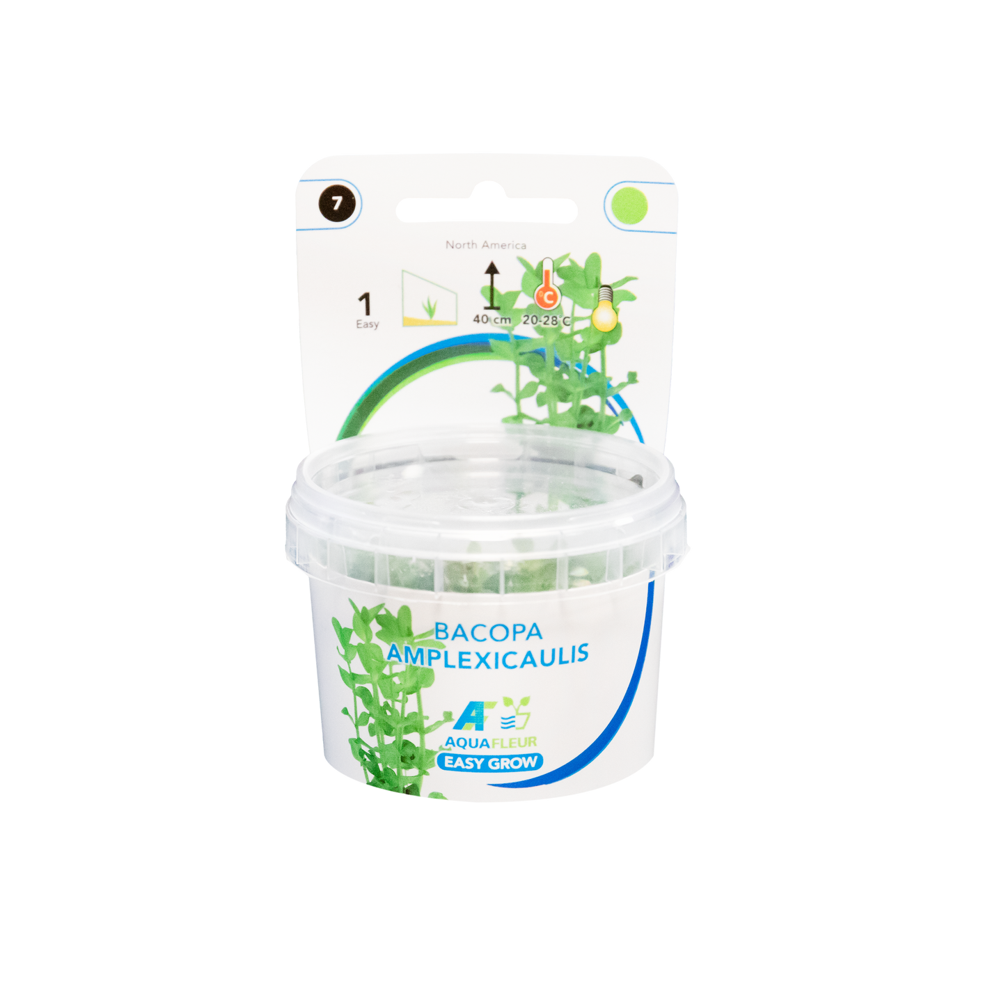 Bacopa Amplexicaulis - Easy Grow
