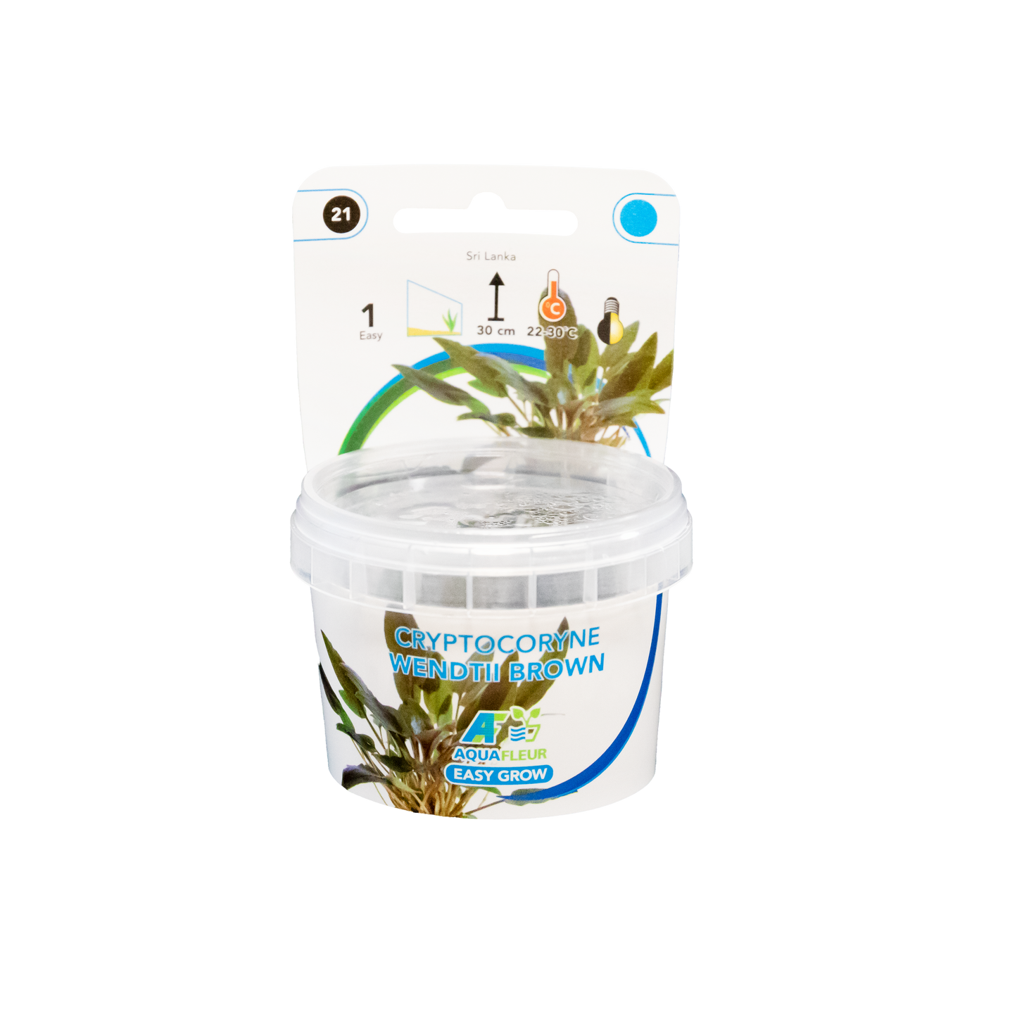 Cryptocoryne Wendtii Brown - Easy Grow