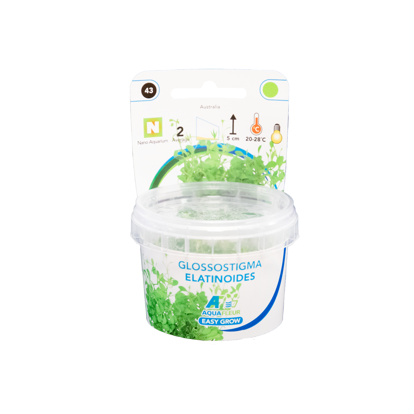 Glossostigma Elatinoides - Easy Grow